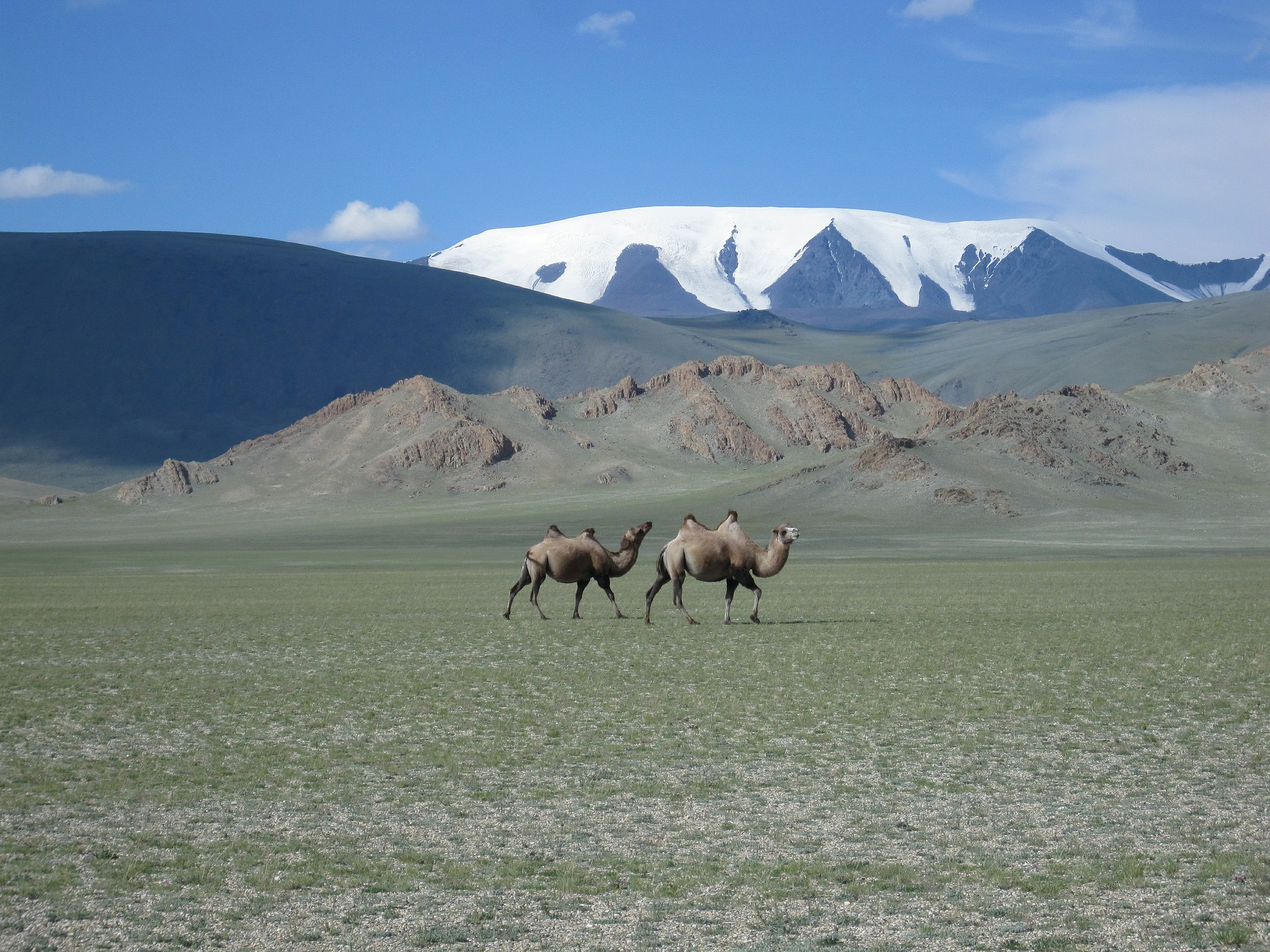 モンゴルの風景とラクダ